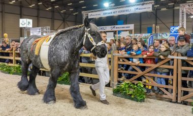 Foto home beestige prijskampen Foto home beestige prijskampen