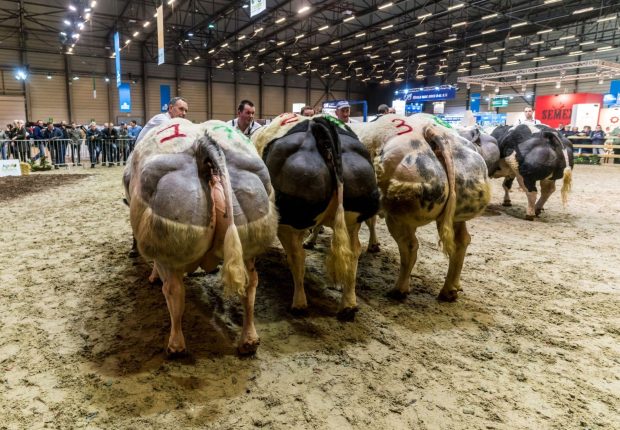 HALL 8 CAMPS DE PRIX-04945 HAL 8 PRIJSKAMPEN-04945