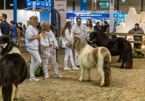 HALL 8 CAMPS DES PRIX05557 HAL 8 PRIJSKAMPEN05557