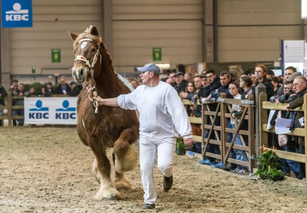 HALL 8 CHEVAUX DE TRAVAIL06384 HAL 8 TREKPAARDEN06384